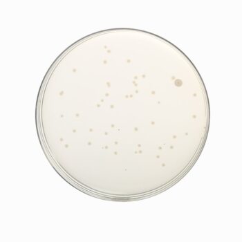 HiMedia GM1151F - distributed by Immunomart