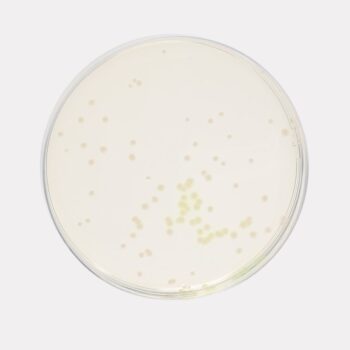 HiMedia GM119 - distributed by Immunomart