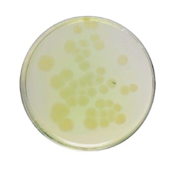 HiMedia GM120 - distributed by Immunomart