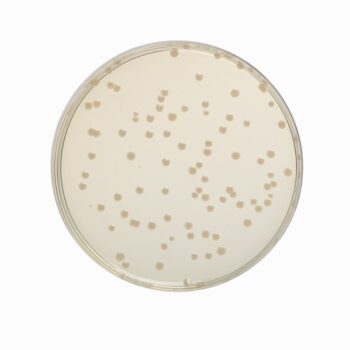 HiMedia GM1269 - distributed by Immunomart