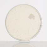 HiMedia GM130 - distributed by Immunomart