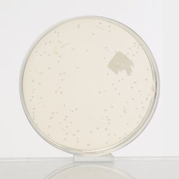 HiMedia GM130 - distributed by Immunomart