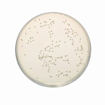 HiMedia GM1623 - distributed by Immunomart