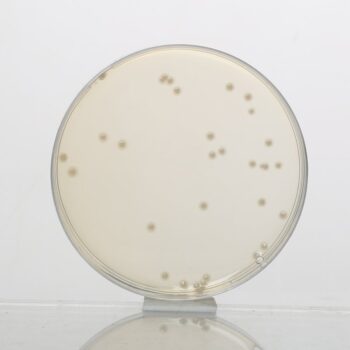 HiMedia GM173 - distributed by Immunomart