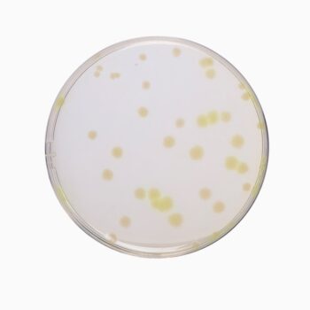 HiMedia GM290 - distributed by Immunomart