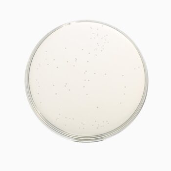 HiMedia GM307 - distributed by Immunomart