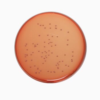 HiMedia GM561A - distributed by Immunomart