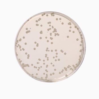 HiMedia GM639 - distributed by Immunomart
