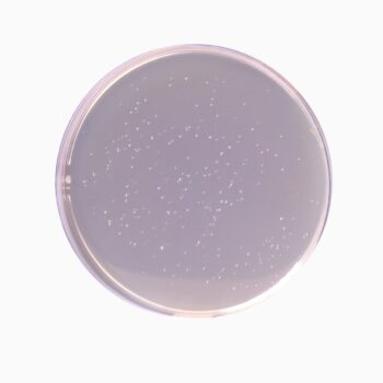 HiMedia GM641I - distributed by Immunomart