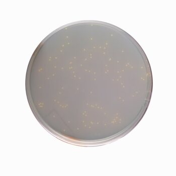 HiMedia GM792 - distributed by Immunomart