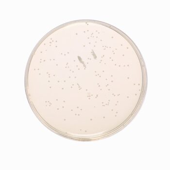 HiMedia GM929 - distributed by Immunomart
