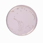 HiMedia GM962 - distributed by Immunomart