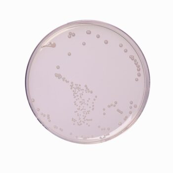 HiMedia GM962 - distributed by Immunomart