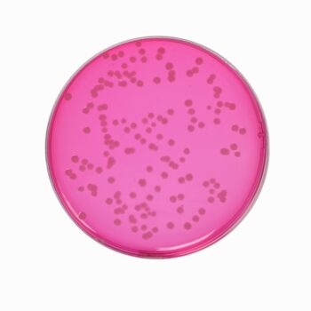 HiMedia GM971 - distributed by Immunomart