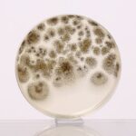 HiMedia M063A - distributed by Immunomart