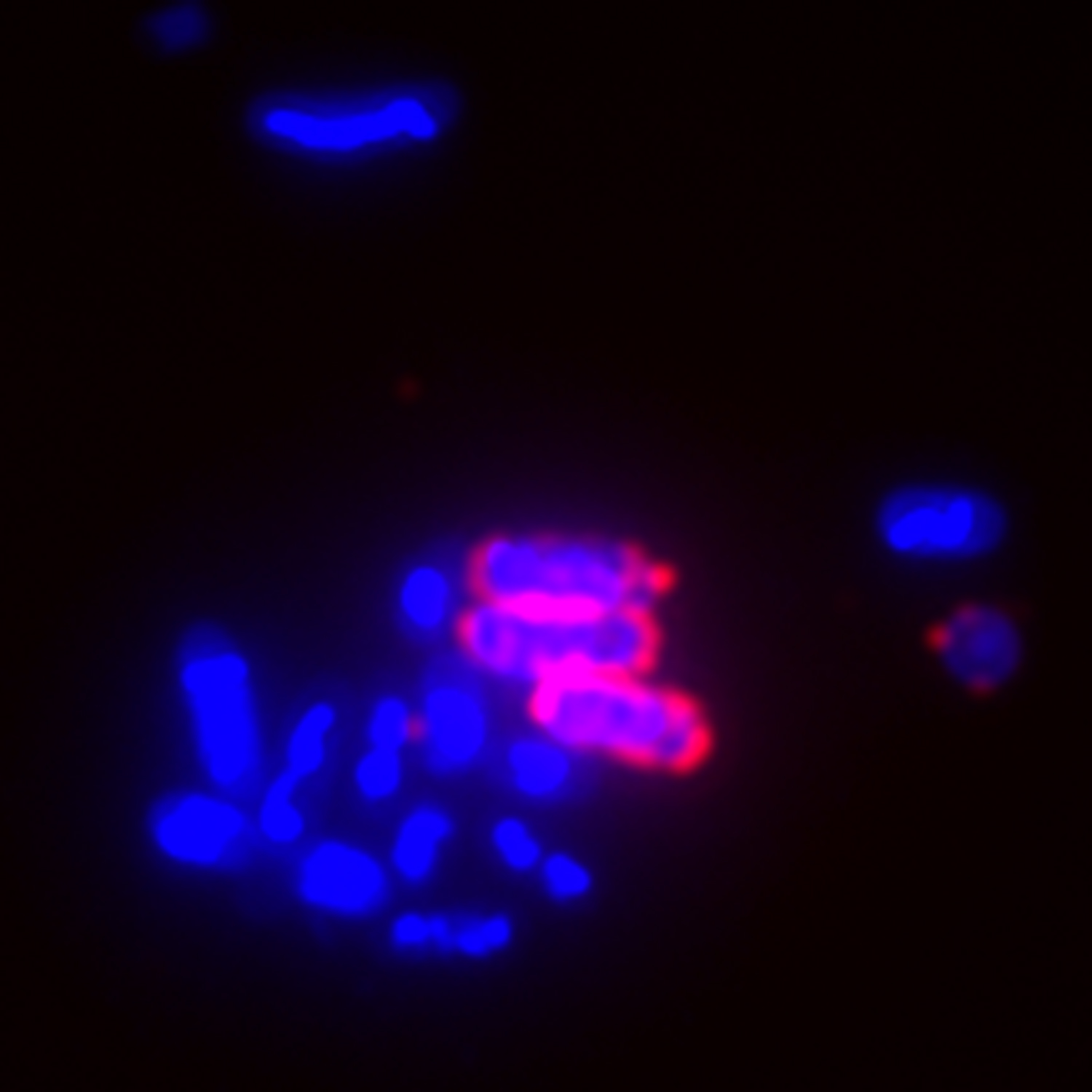 32000-CF594WGA-DAPI