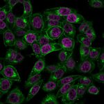 Beta-2 Microglobulin (B2M)(BBM.1), CF543 conjugate, 0.1mg/mL