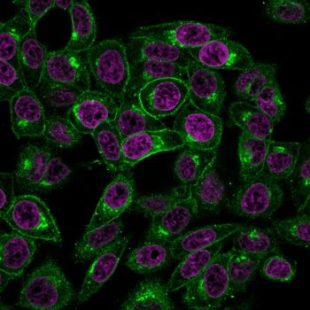 Beta-2 Microglobulin (B2M)(BBM.1), CF543 conjugate, 0.1mg/mL
