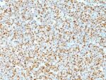 Cyclin D1(DCS-6), CF594 conjugate, 0.1mg/mL