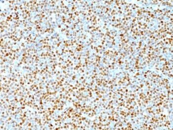 Cyclin D1(DCS-6), CF594 conjugate, 0.1mg/mL