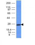 Human Kappa Light Chain(L1C1), CF647 conjugate, 0.1mg/mL