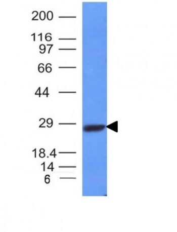 Human Kappa Light Chain(L1C1), CF647 conjugate, 0.1mg/mL