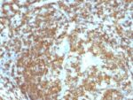 CD45RA(158-4D3), CF640R conjugate, 0.1mg/mL