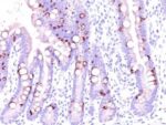MUC2(CCP58), CF568 conjugate, 0.1mg/mL