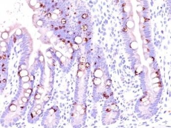 MUC2(CCP58), CF568 conjugate, 0.1mg/mL