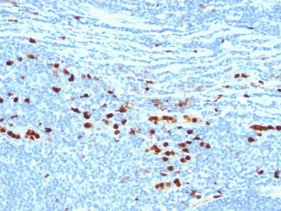 BNUB0035-0-1 BNUB0035 0 1- Immunomart