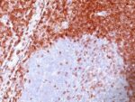 bcl-2(100/D5), CF647 conjugate, 0.1mg/mL
