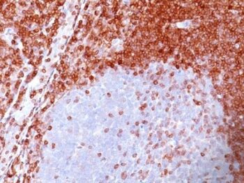 bcl-2(100/D5), CF647 conjugate, 0.1mg/mL