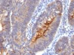 IgA Secretory Component(SC05), CF405S conjugate, 0.1mg/mL