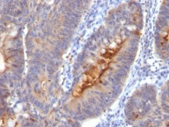 IgA Secretory Component(SC05), CF405S conjugate, 0.1mg/mL