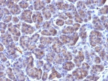 CMV-p65(CMV100), CF640R conjugate, 0.1mg/mL