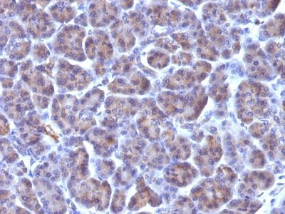 BNUB0102 0 1- Immunomart
