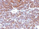 CD10(CB-CALLA), CF405S conjugate, 0.1mg/mL