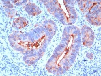 CD66 (CEA)(C66/195), CF740 conjugate, 0.1mg/mL