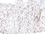 Complement C4d(C4D204), CF740 conjugate, 0.1mg/mL
