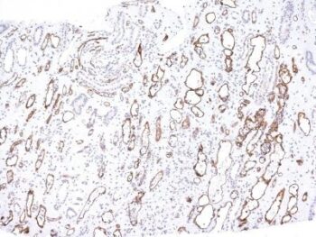 Complement C4d(C4D204), CF740 conjugate, 0.1mg/mL