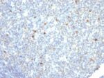 IgM Immunoglobulin(IM260), Biotin conjugate, 0.1mg/mL