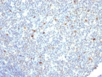 IgM Immunoglobulin(IM260), Biotin conjugate, 0.1mg/mL