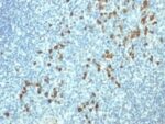 Human Lambda Light Chain(HP6054), CF647 conjugate, 0.1mg/mL