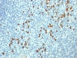 Human Lambda Light Chain(HP6054), CF647 conjugate, 0.1mg/mL