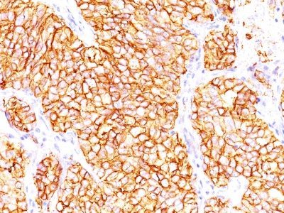 BNUB0287-0-1 BNUB0287 0 1- Immunomart