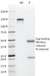 p53(PAb122), 1mg/mL