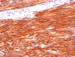 CD117(C117/370), CF647 conjugate, 0.1mg/mL