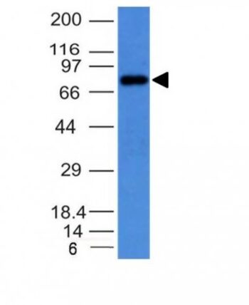 Human IgM Immunoglobulin(IM373), Biotin conjugate, 0.1mg/mL