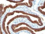Cytokeratin 19(Ks19.1), Biotin conjugate, 0.1mg/mL 1 BNUB0394-0-1