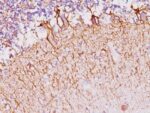 Neurofilament (NF-H)(NF421), CF740 conjugate, 0.1mg/mL